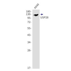 USP28 Antibody (S08-7I7), Novus Biologicals 100 &mu;g | Buy Online | Novus Biologicals | Fisher Scientific
