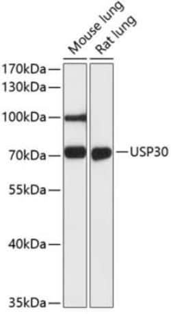 USP30 Antibody - Azide and BSA Free, Novus Biologicals 0.02 mL, Unconjugated:Antibodies,