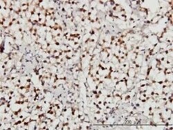USP34 Antibody (2E2), Novus Biologicals 0.1 mg | Buy Online | Novus Biologicals | Fisher Scientific