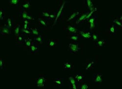 USP38 Antibody, Novus Biologicals:Antibodies:Primary Antibodies