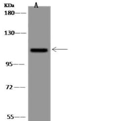 USP38 Antibody, Novus Biologicals:Antibodies:Primary Antibodies
