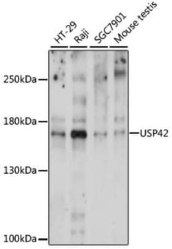 USP42 Antibody - Azide and BSA Free, Novus Biologicals 0.1 mL | Buy Online | Novus Biologicals | Fisher Scientific