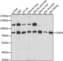 USP44 Antibody - Azide and BSA Free, Novus Biologicals:Antibodies:Primary