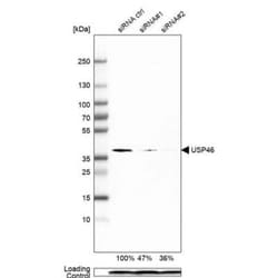 USP46 Antibody (CL0363), Novus Biologicals 0.1 mL | Buy Online | Novus Biologicals | Fisher Scientific