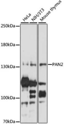 USP52 Antibody - Azide and BSA Free, Novus Biologicals:Antibodies:Primary