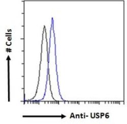 USP6 Antibody, Novus Biologicals 0.1 mg; Unconjugated:Antibodies, Polyclonal