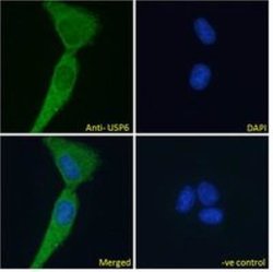 USP6 Antibody, Novus Biologicals 0.1 mg; Unconjugated:Antibodies, Polyclonal