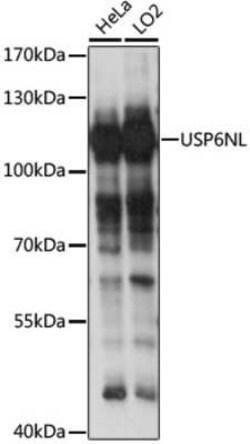 USP6NL Antibody - Azide and BSA Free, Novus Biologicals 0.1 mL; Unconjugated:Antibodies,