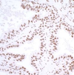 USP7 Antibody (BLR072G), Novus Biologicals 100 &mu;L; Unconjugated:Antibodies,