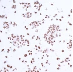 USP7 Antibody (BLR072G), Novus Biologicals 100 &mu;L; Unconjugated:Antibodies,