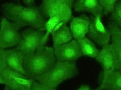 USP7 Antibody (03), Novus Biologicals 50 &mu;g; Unconjugated:Antibodies,