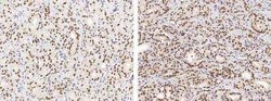 USP7 Antibody (06), Novus Biologicals:Antibodies:Primary Antibodies
