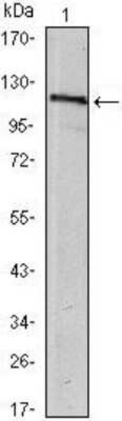 USP7 Antibody (5F11) - BSA Free, Novus Biologicals 0.025 mL; Unconjugated:Antibodies,