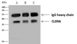 UTF1 Antibody, Novus Biologicals:Antibodies:Primary Antibodies