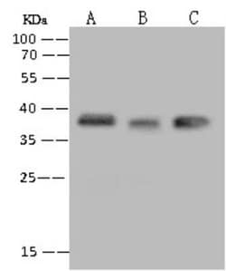 UTF1 Antibody, Novus Biologicals:Antibodies:Primary Antibodies