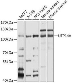 UTP14A Antibody - BSA Free, Novus Biologicals:Antibodies:Primary Antibodies