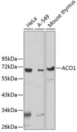 UTP3 Antibody - BSA Free, Novus Biologicals 0.02 mL; Unconjugated:Antibodies,