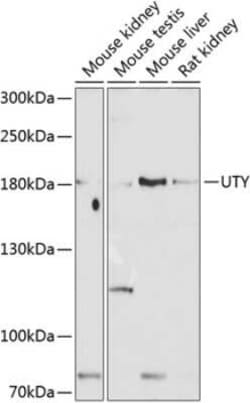 UTY Antibody - BSA Free, Novus Biologicals 0.1 mL; Unconjugated:Antibodies,