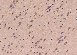 UXS1 Antibody, Novus Biologicals 100 &mu;g; Unconjugated:Antibodies, Polyclonal