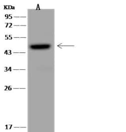 UXS1 Antibody, Novus Biologicals 100 &mu;g; Unconjugated:Antibodies, Polyclonal