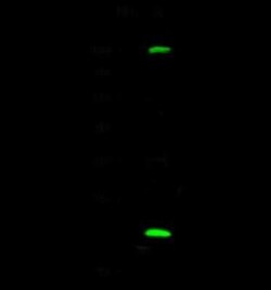 UbcH2/UBE2H Antibody, Novus Biologicals 50 &mu;g; Unconjugated:Antibodies,