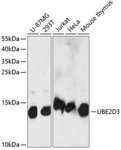 UbcH5c/UBE2D3 Antibody - Azide and BSA Free, Novus Biologicals 0.02 mL;