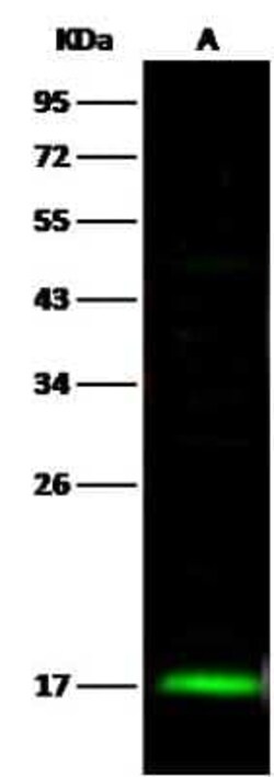 UbcH8/Ube2L6 Antibody, Novus Biologicals 50 &mu;g; Unconjugated:Antibodies,