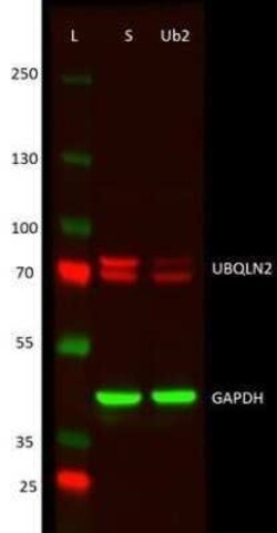 Ubiquilin 2 Antibody (5F5), Novus Biologicals 0.1 mg | Buy Online | Novus Biologicals | Fisher Scientific