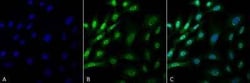 Ubiquitin Mouse anti-Nonspecies specific, Clone: FK1, Novus Biologicals:Antibodies:Primary