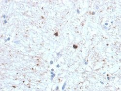 Ubiquitin B Antibody (UBB/1748) - Azide and BSA Free, Novus Biologicals