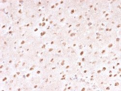 Ubiquitin B Antibody (UBB/1748) - Azide and BSA Free, Novus Biologicals