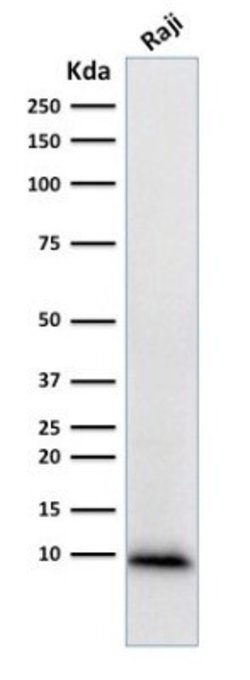 Ubiquitin B Antibody (UBB/1748) - Azide and BSA Free, Novus Biologicals