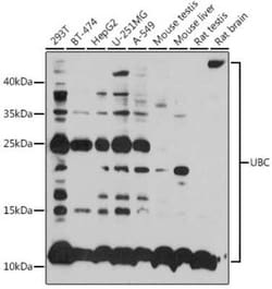 Ubiquitin C Antibody - BSA Free, Novus Biologicals 0.02 mL; Unconjugated:Antibodies,