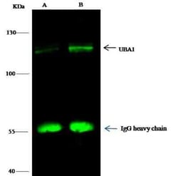 Ubiquitin-activating Enzyme/UBE1 Antibody (05), Novus Biologicals 100 &mu;g;