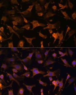 Ufc1 Antibody - Azide and BSA Free, Novus Biologicals:Antibodies:Primary