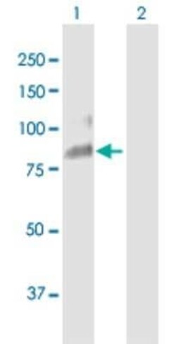 Uromodulin Antibody, Novus Biologicals 0.05 mg | Buy Online | Novus Biologicals | Fisher Scientific