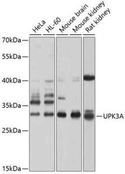 Uroplakin III Antibody - BSA Free, Novus Biologicals:Antibodies:Primary