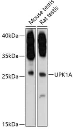 Uroplakin Ia Antibody - Azide and BSA Free, Novus Biologicals:Antibodies:Primary