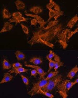 V1a Vasopressin R/AVPR1A Antibody - BSA Free, Novus Biologicals 0.1 mL;