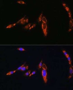 V1a Vasopressin R/AVPR1A Antibody - BSA Free, Novus Biologicals 0.1 mL;