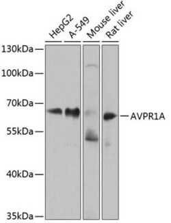 V1a Vasopressin R/AVPR1A Antibody - BSA Free, Novus Biologicals 0.1 mL;