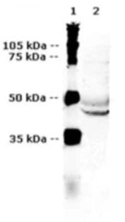 V2 Vasopressin R/AVPR2 Antibody, Novus Biologicals 50 &mu;L; Unconjugated:Antibodies,