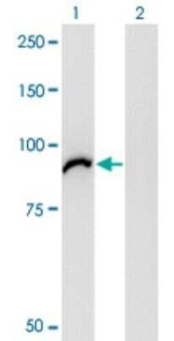 VAC14 Antibody (3B2), Novus Biologicals 0.1 mg | Buy Online | Novus Biologicals | Fisher Scientific