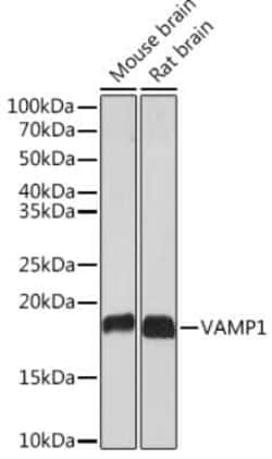 VAMP-1 Rabbit anti-Human, Mouse, Rat, Clone: 1A3K6, Novus Biologicals 100