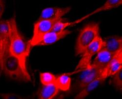 VAMP-2 Rabbit anti-Human, Clone: JM11-00, Novus Biologicals 100&mu;L:Antibodies,