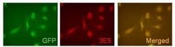 VAMP-5 Antibody (3E5), Novus Biologicals 100 &mu;g | Buy Online | Novus Biologicals | Fisher Scientific