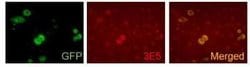 VAMP-5 Antibody (3E5), Novus Biologicals 100 &mu;g | Buy Online | Novus Biologicals | Fisher Scientific
