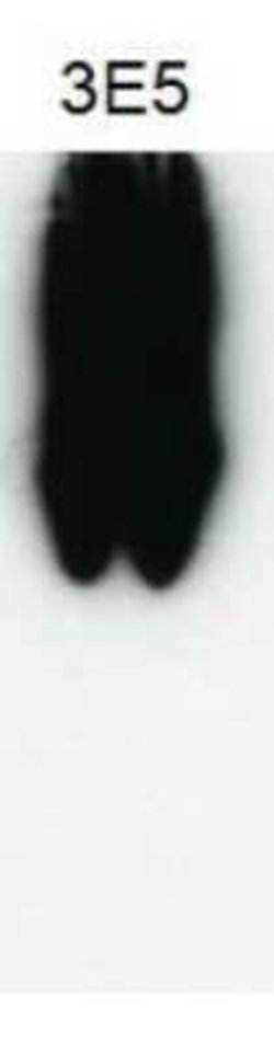 VAMP-5 Antibody (3E5), Novus Biologicals 100 &mu;g | Buy Online | Novus Biologicals | Fisher Scientific