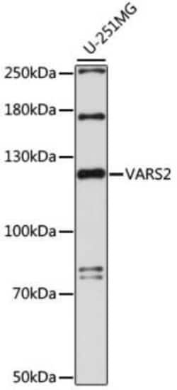 VARS2 Antibody - Azide and BSA Free, Novus Biologicals 0.1 mL, Unconjugated:Antibodies,