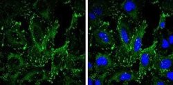 VASP Antibody (GT238), Novus Biologicals 100 &mu;g; Unconjugated:Antibodies,